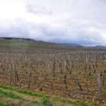 Domaine Nicolas Maillet 03