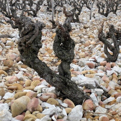 Domaine de la Biscarelle 04